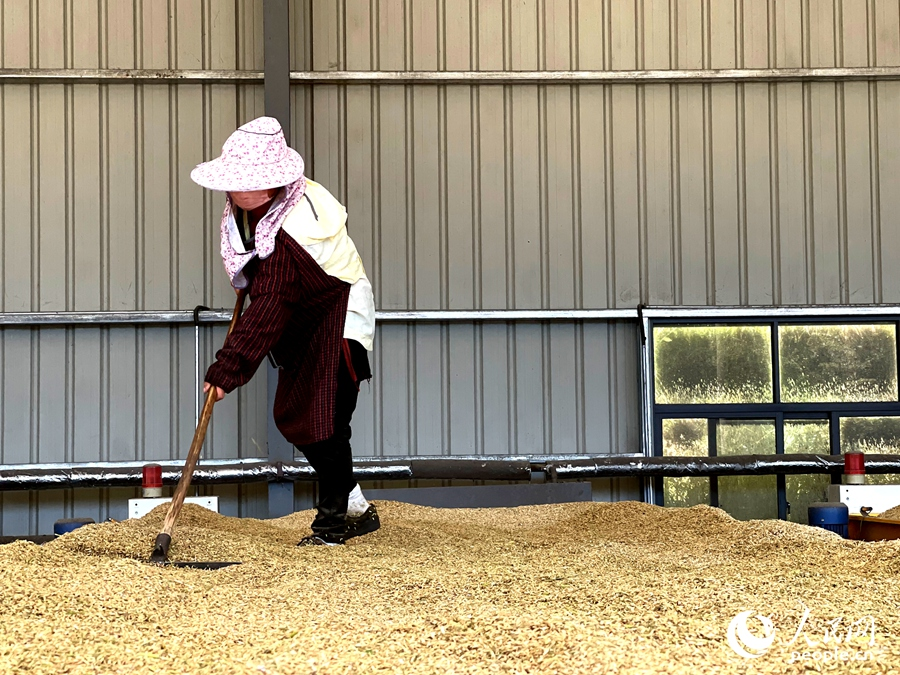 工人正在處理收割下來的稻種。人民網(wǎng)記者 陳藍(lán)燕攝