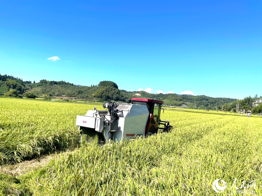 豐收時(shí)節(jié)，機(jī)器正在收割稻種。人民網(wǎng)記者 陳藍(lán)燕攝