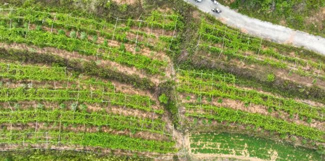 金井片區(qū)大厝基村農(nóng)田。