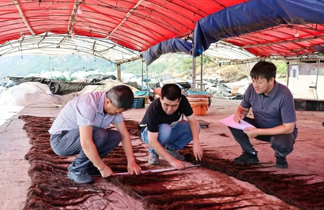 專家對龍須菜新品系LN-13進行驗收