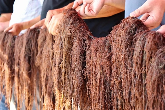 與老品種相比，龍須菜新品系LN-13耐高溫性更強