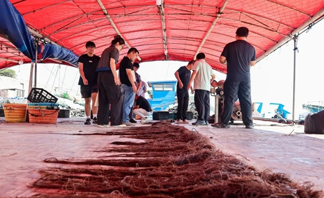 專家對龍須菜新品系LN-13進行驗收