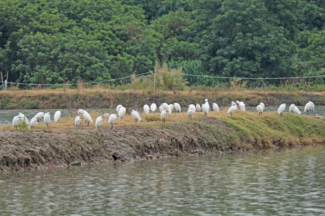 成群的鷺鳥停歇在水邊。鄭彥超攝