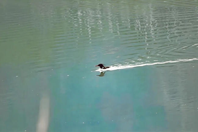 霍童溪中華秋沙鴨。水木華陽攝