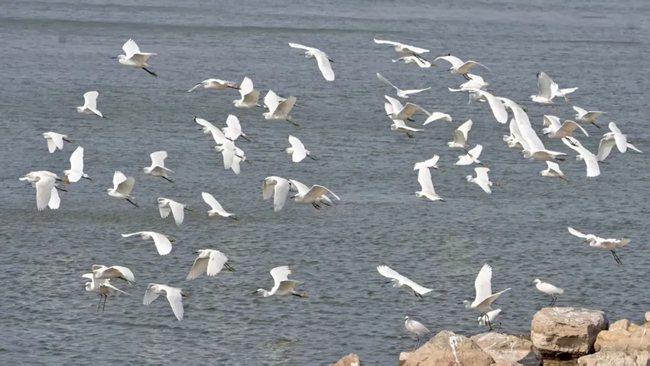 群鳥翩飛。郜麗玲攝