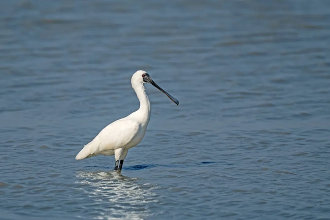 黑臉琵鷺。張勇攝