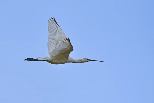 白琵鷺。張勇攝