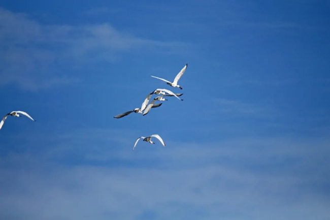 白琵鷺。鄭彥超攝