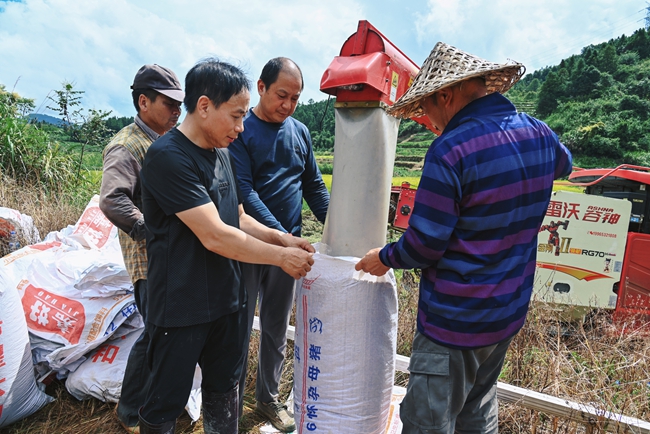 稻谷豐收。黃子煖攝