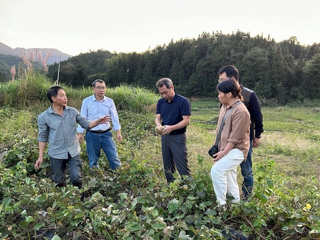 科技特派員、農(nóng)技人員傳授甘薯種植技術(shù)。金涵畬族鄉(xiāng)供圖