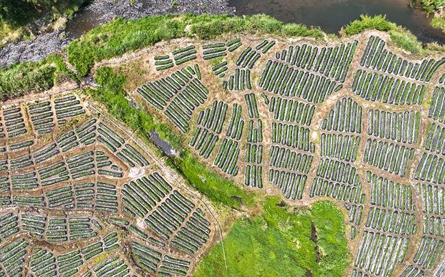 甘薯田。黃子煖攝