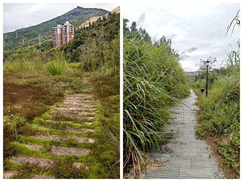 延平站站后公園雜草叢生。受訪者供圖