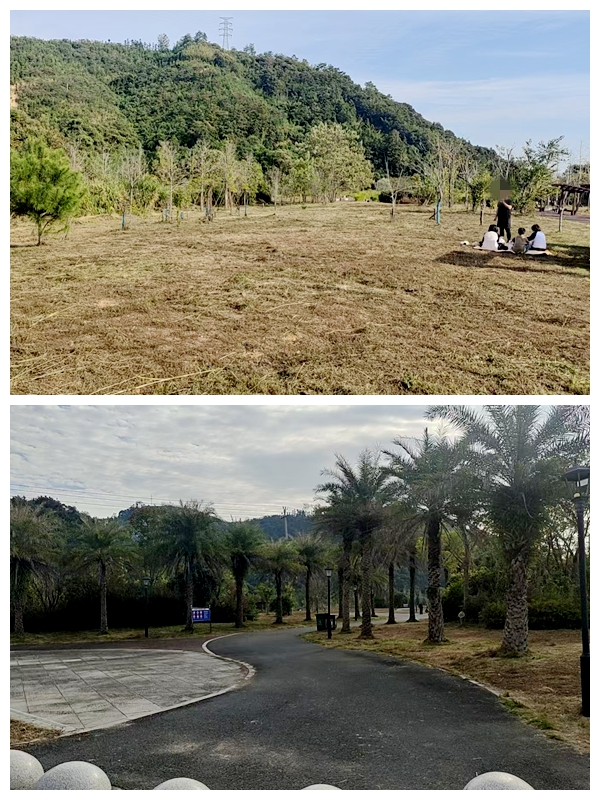 清理雜草后的延平站站后公園。南平市土發(fā)集團(tuán)公司供圖