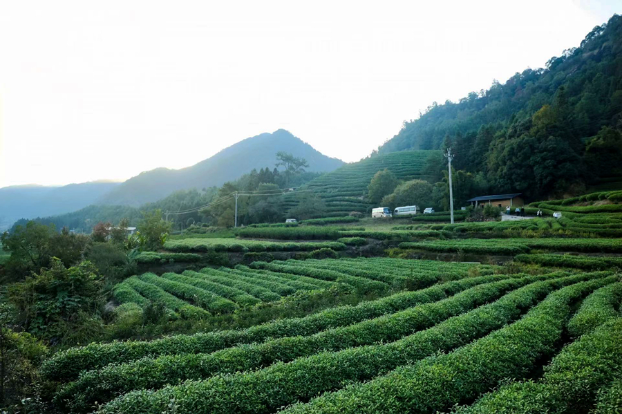 武夷山的一處茶園。武夷山市委宣傳部供圖
