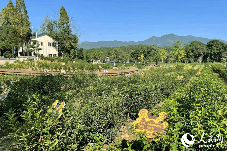 不少當?shù)夭鑸@建立了與高校、研究所的密切合作。人民網(wǎng)記者 林盈攝