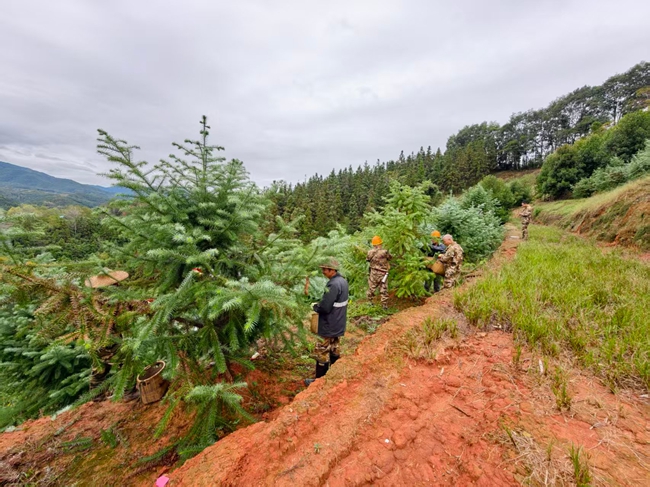 林業(yè)工人正在采種