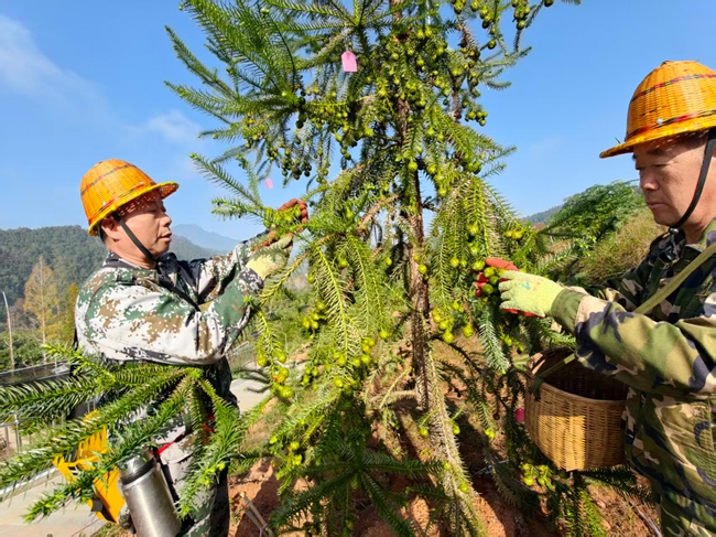 林業(yè)工人正在采種