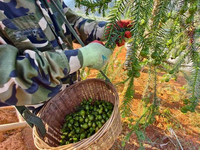 采集的杉木種子