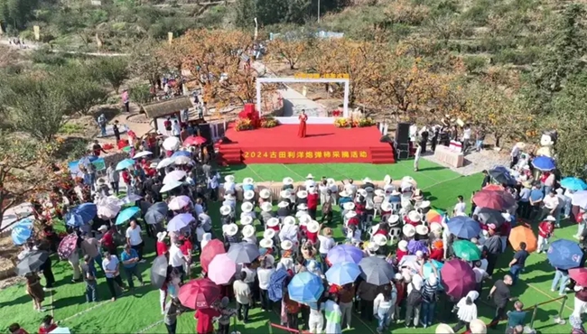 舉辦炮彈柿采摘活動