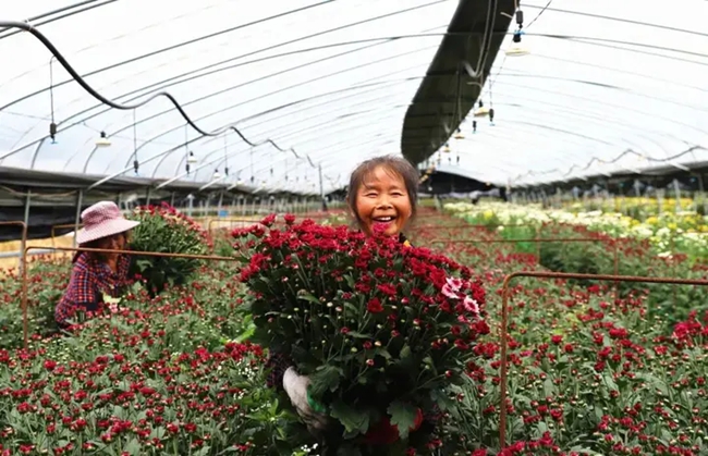 周寧縣浦源鎮(zhèn)發(fā)展花卉產(chǎn)業(yè)