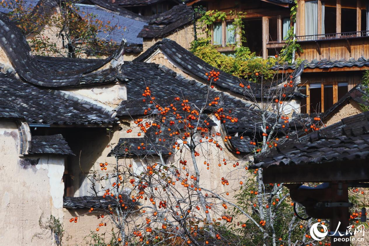 滿樹橙紅與石瓦古厝相映成畫。人民網(wǎng) 林銘賢攝