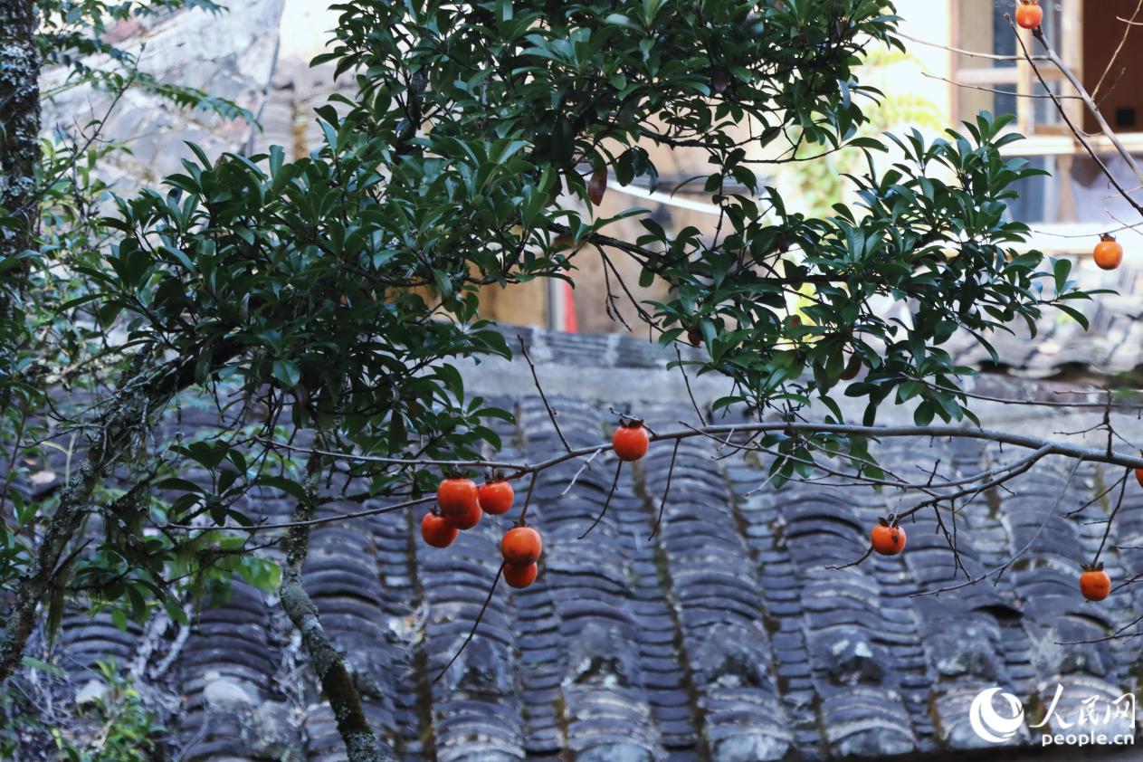 初冬，龍?zhí)洞宓氖磷訕湟丫Y滿“橙紅燈籠” 。人民網(wǎng) 林銘賢攝