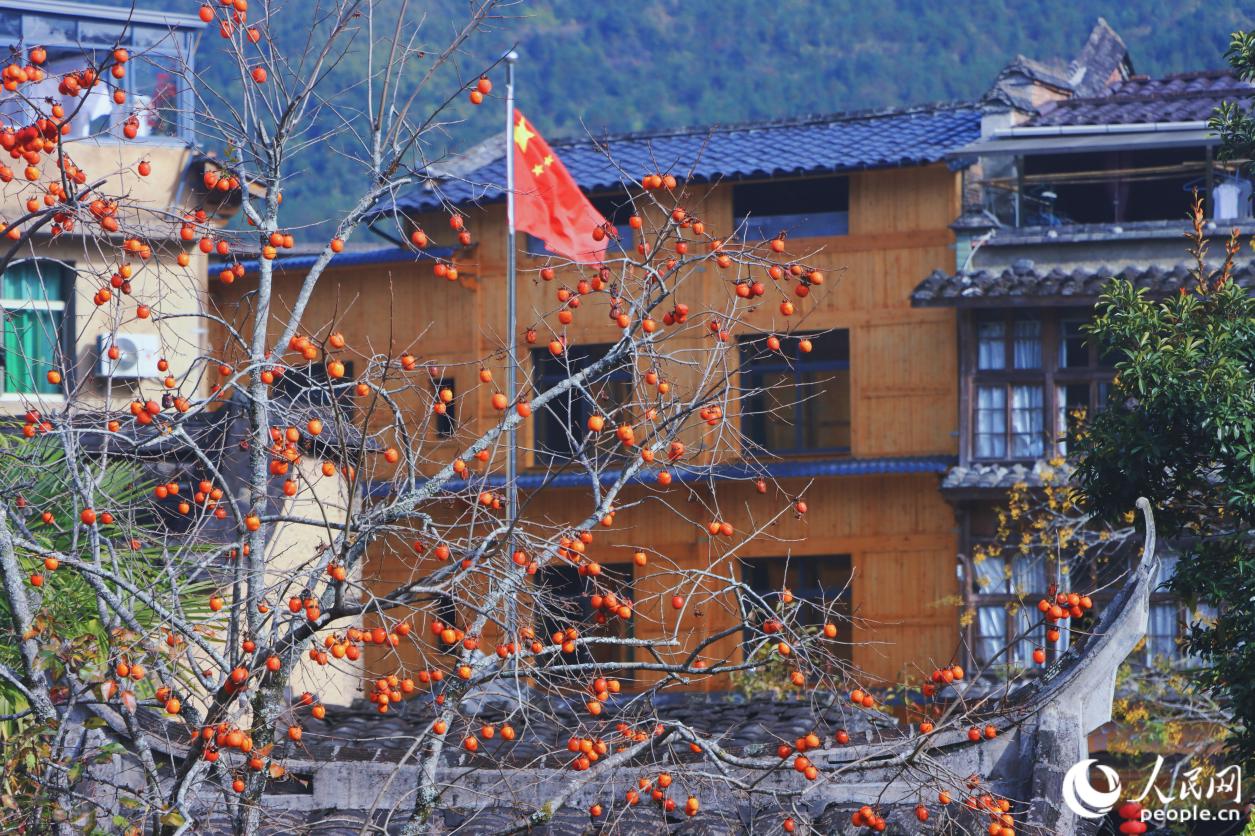 成熟的柿子如同一串串懸垂的暖燈。 人民網(wǎng) 林銘賢攝