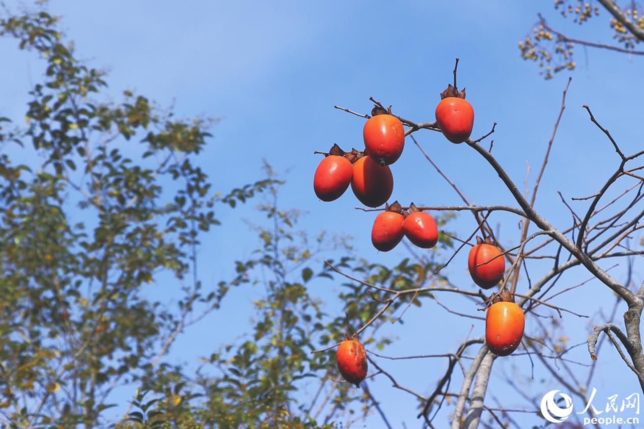 龍?zhí)洞迨磷泳Y滿枝頭。人民網(wǎng) 林銘賢攝