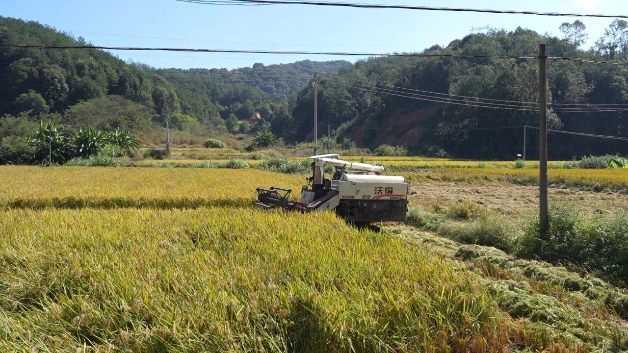 長勢(shì)良好的稻田