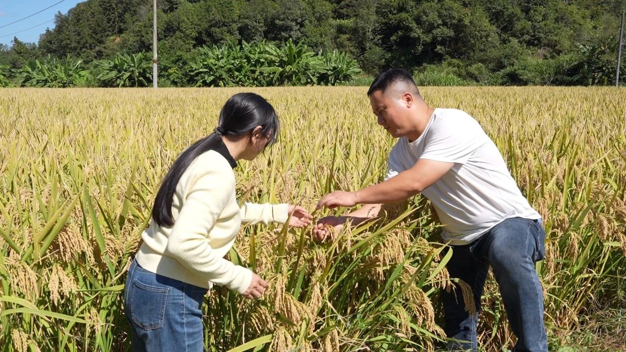 中都鎮(zhèn)何國輝家庭農(nóng)場的煙后稻進(jìn)行現(xiàn)場測(cè)產(chǎn)驗(yàn)收