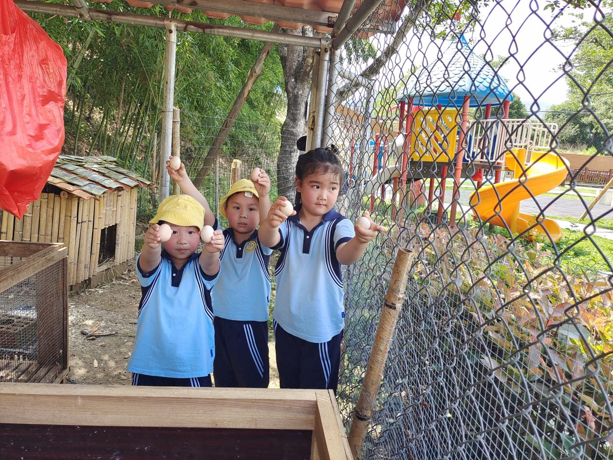 總園的孩子來到王橋分園體驗撿雞蛋。明溪縣實驗幼兒園供圖