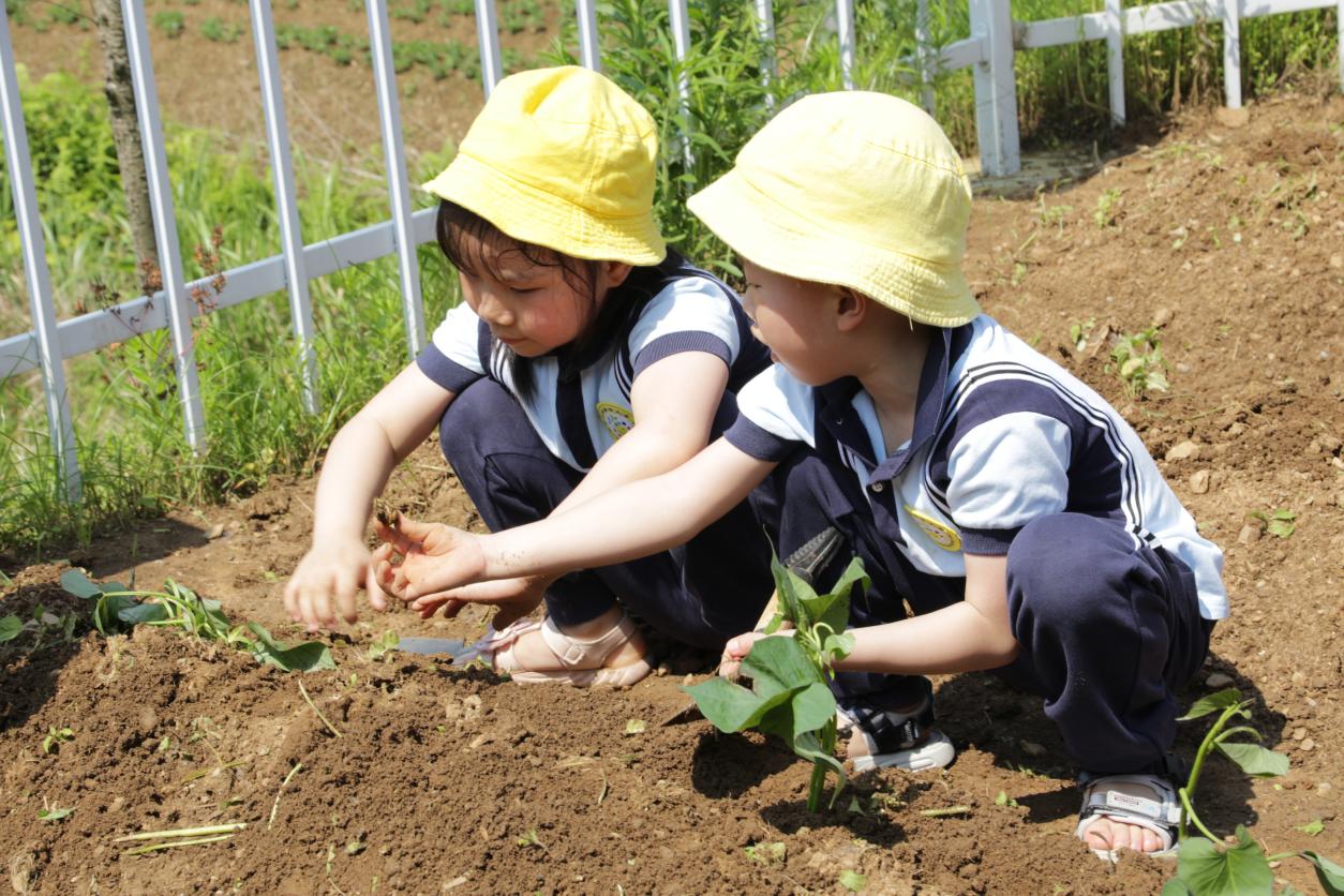 總園的孩子在王橋分園體驗種紅薯。明溪縣實驗幼兒園供圖