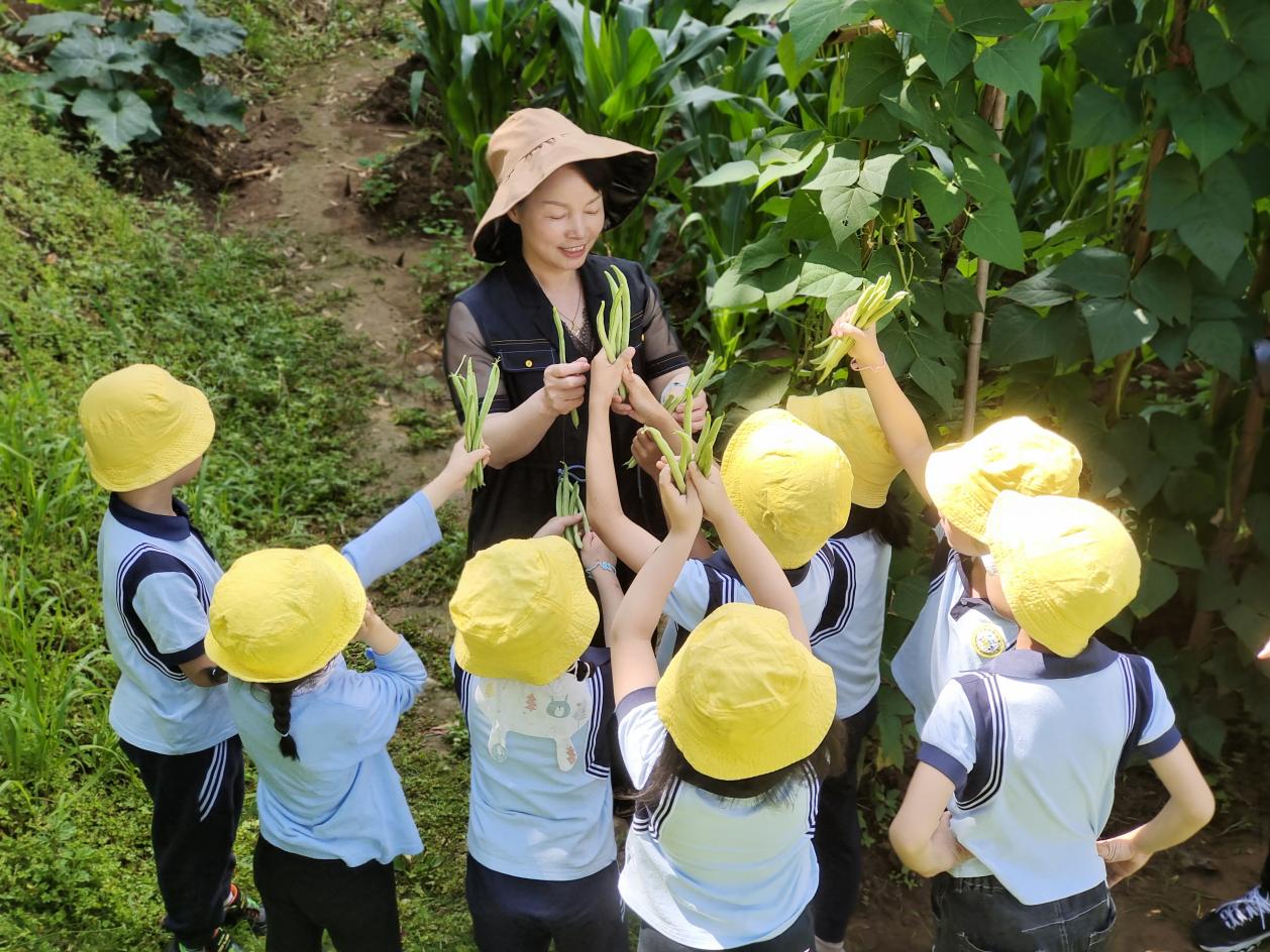 總園的孩子在王橋分園體驗摘豆角。明溪縣實驗幼兒園供圖