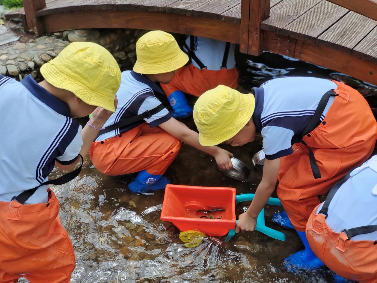 總園的孩子來到王橋分園體驗抓泥鰍。明溪縣實驗幼兒園供圖