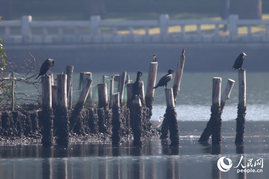 藍(lán)翡翠與普通鸕鶿、普通翠鳥一同在湖畔停留。人民網(wǎng)記者 陳博攝