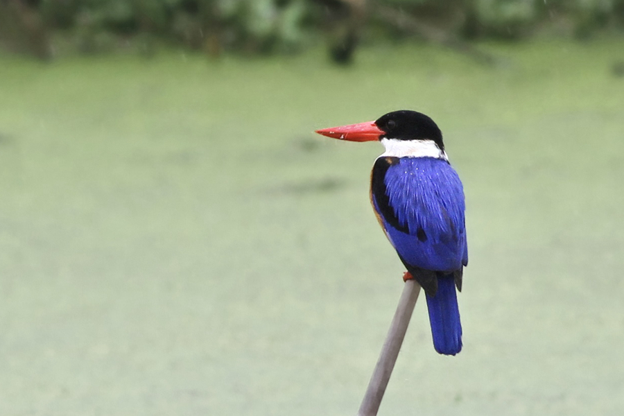 多年前在廈門現(xiàn)身的藍(lán)翡翠。（資料圖）廖昕攝