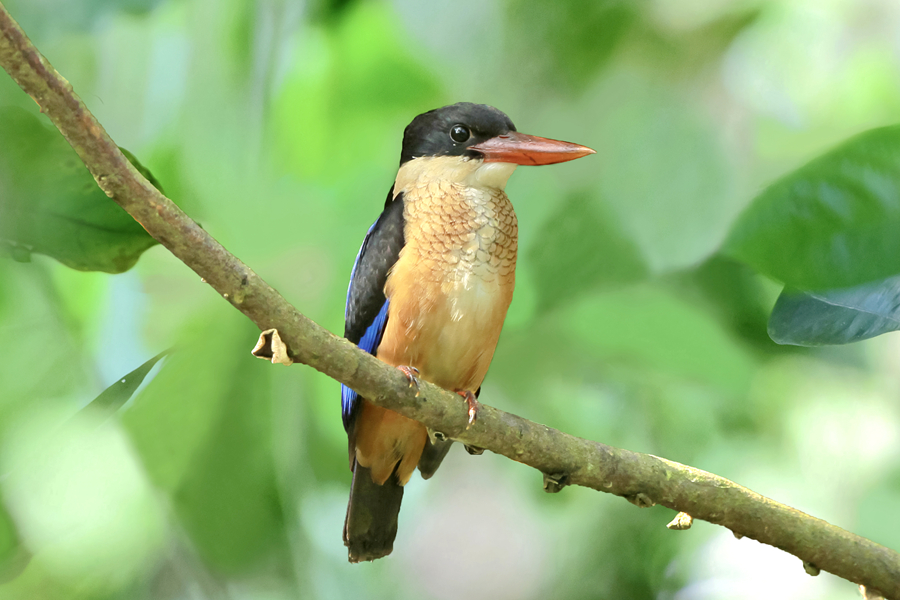 身披靚麗羽毛的藍(lán)翡翠（資料圖）。廖昕攝