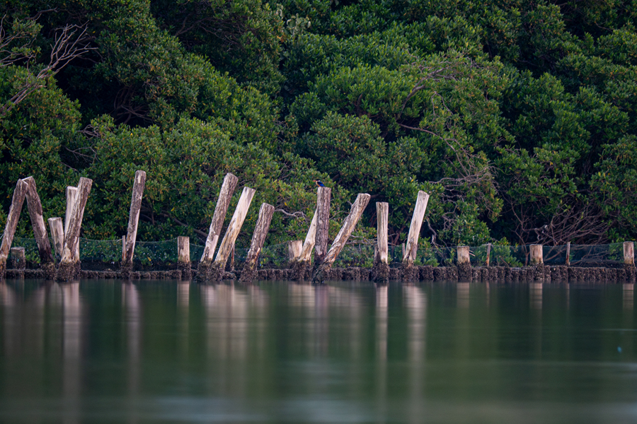 傍晚時分，藍(lán)翡翠在筼筜湖畔覓食。張立勤攝