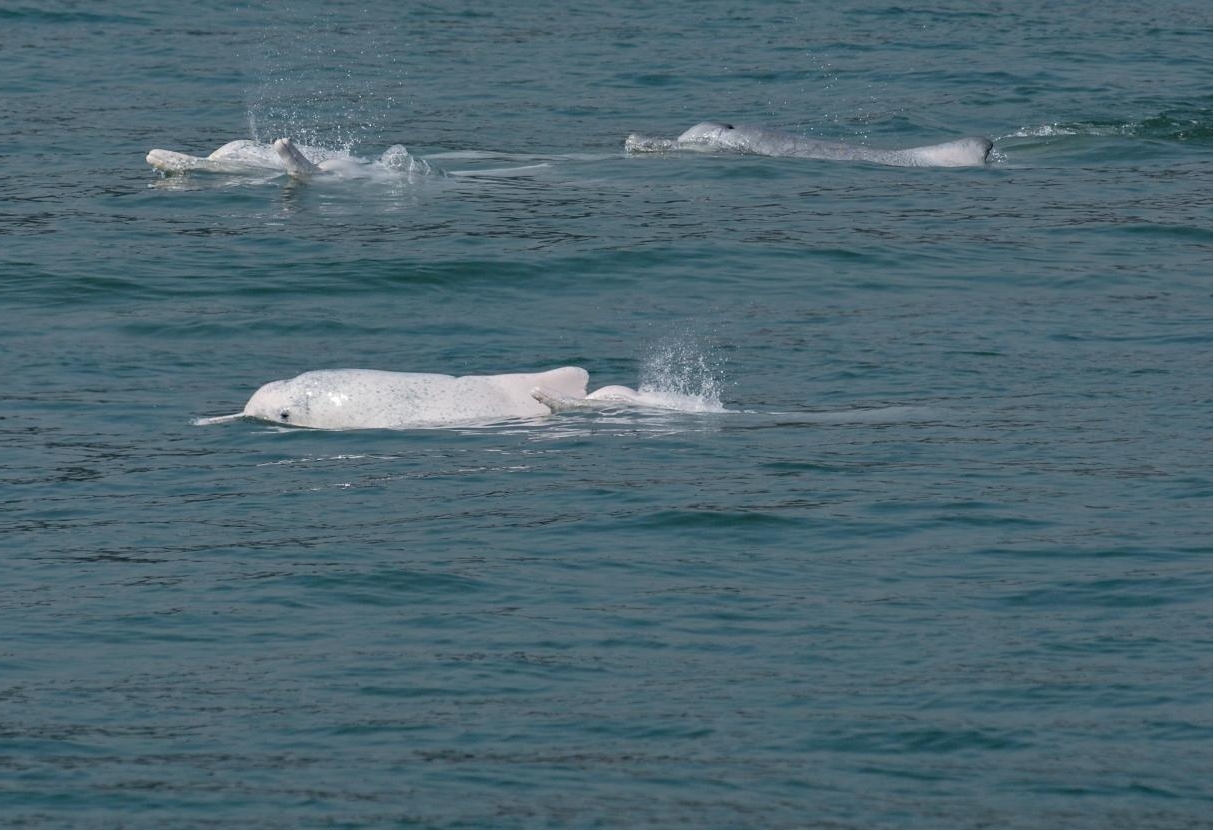 廈金大橋（廈門段）建造海域的中華白海豚。彭仕洲攝