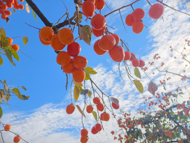 “炮彈柿”紅透