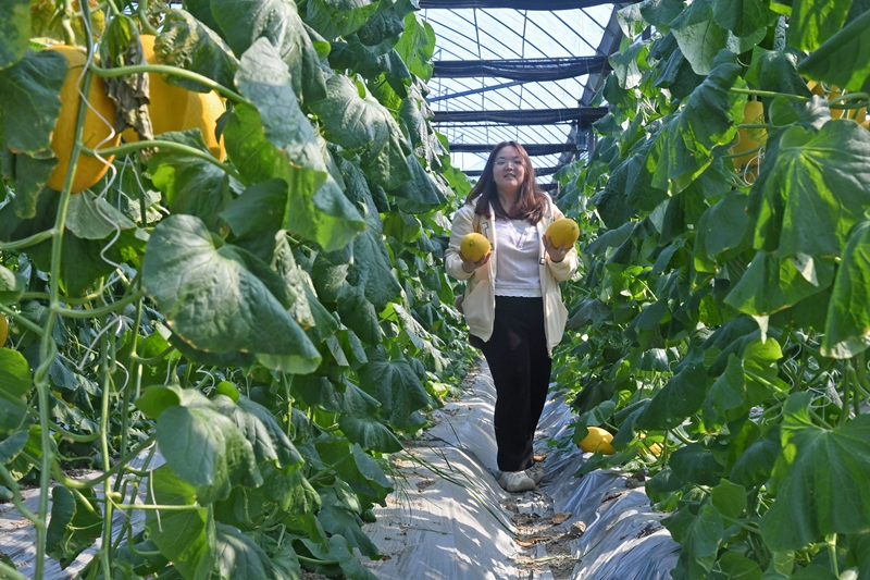 游客正在哈密瓜采摘園內(nèi)采摘成熟哈密瓜