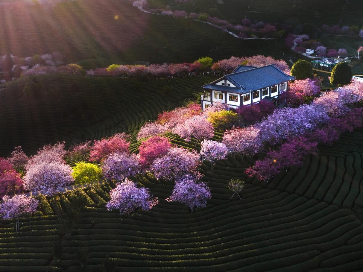 臺(tái)品櫻花茶園。漳平市融媒體中心供圖