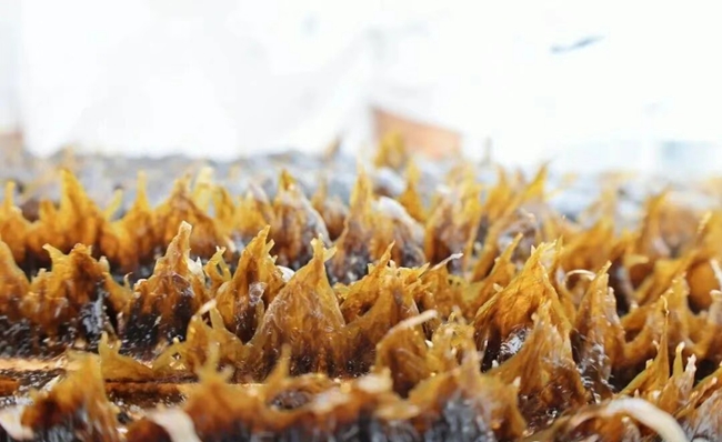 無邊海帶幼苗。連江縣融媒體中心供圖