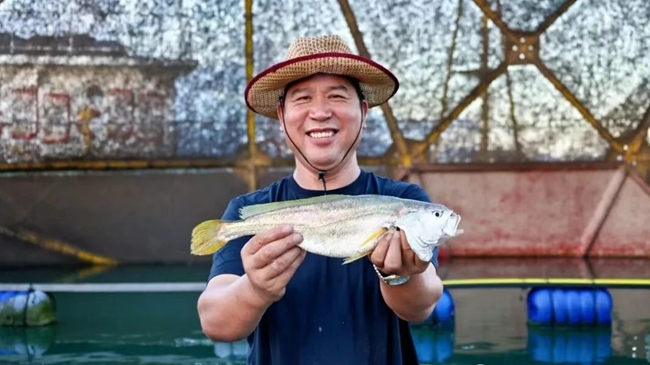 連江自主培育養(yǎng)殖的“岱衢族”大黃魚獲豐收。連江縣融媒體中心供圖