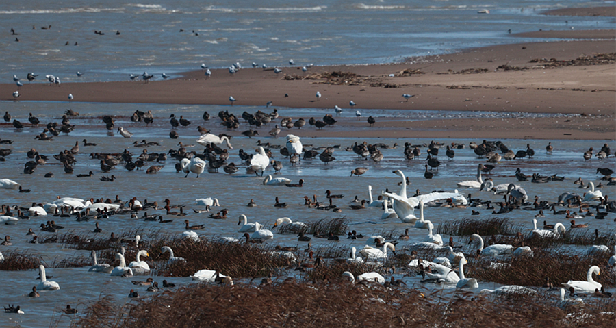 公園內(nèi)，“鳥浪”隨著海浪翻涌