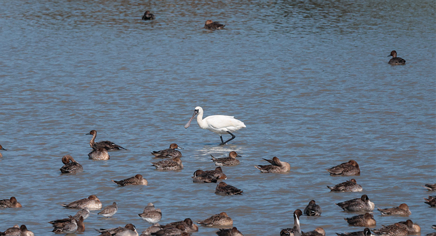 “鳥中大熊貓”黑臉琵鷺來榕越冬