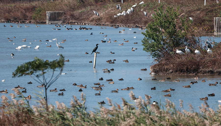 閩江河口國家濕地公園成“鳥類天堂”