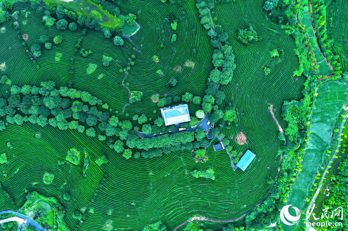漳平烏龍茶山。人民網(wǎng)記者 李昌乾攝