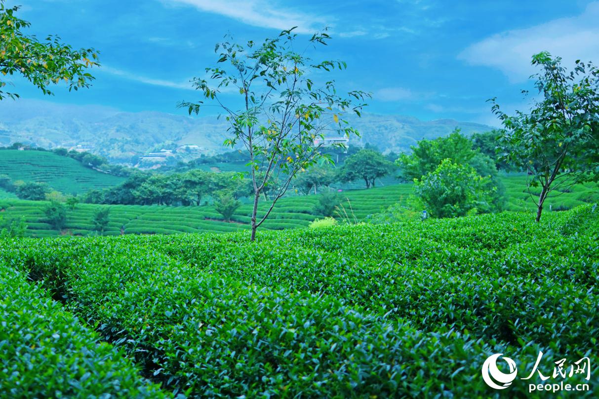 永福是種茶的理想之地。人民網(wǎng)記者 李昌乾攝
