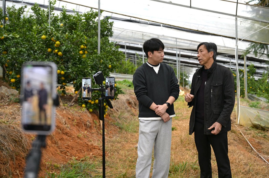 主播們直播推介建陽桔柚。林曉燁攝